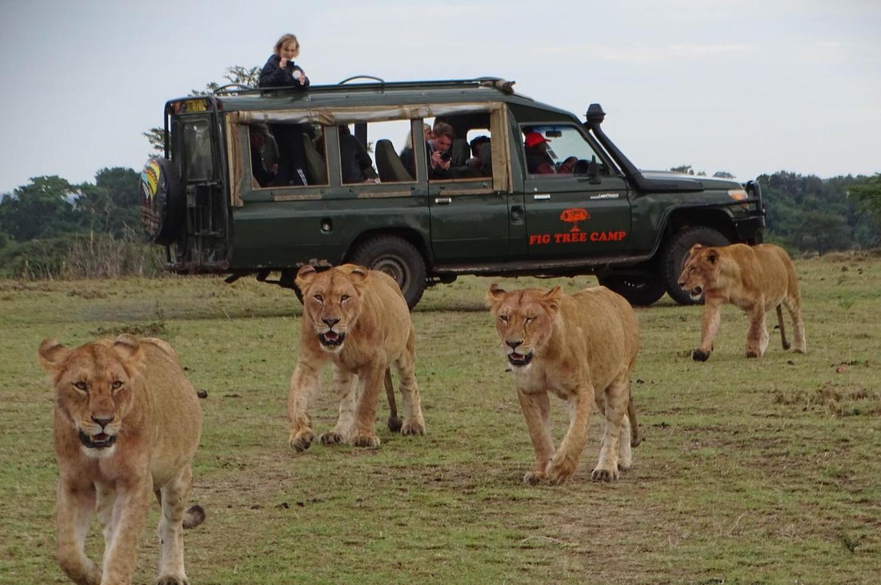 Fig Tree Camp - Maasai Mara Luxury tent Talek